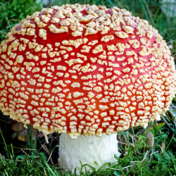 Мухомор червоний (капелюшки 50 г) / Врожай 2025 р/ Amanita Muscaria